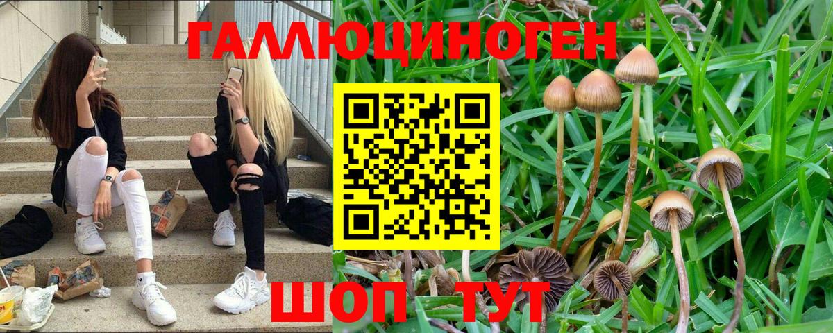 Псилоцибиновые грибы прущие грибы  Вход с VPN  Псилоцибиновые грибы Cubensis  Большой Камень 